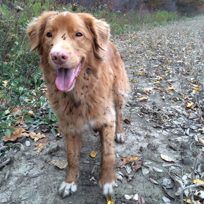 Top 10 Reasons not to Get a Toller